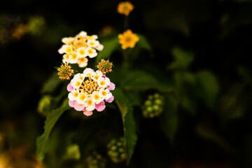fiori 