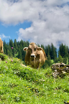 brown cow in the mountains alps 