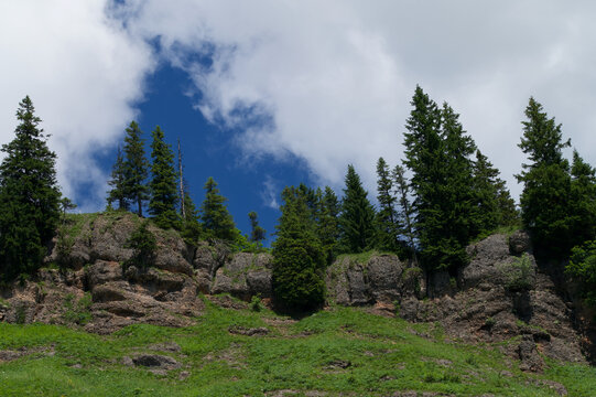 green summer alp landscape with fir trees blue sky clouds 