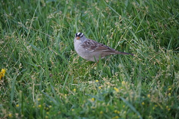 White crowned sparrow in the grass