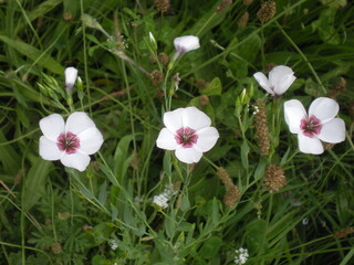 białe kwiatki z łąki