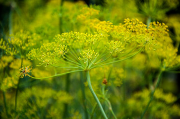 Green plants. Flora close-up. Flower close-up. Macro photography of a flower. Floral background. Floral texture. Holiday concept. Beautiful flower close up