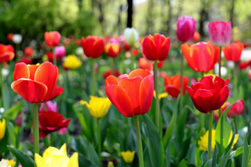 Obraz premium Colored red,yellow, white blossoming tulips in early morning sunlight. Selective focus