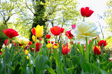 Colored red,yellow, white blossoming tulips in early morning sunlight. Selective focus