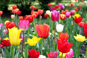 Colored red,yellow, white blossoming tulips in early morning sunlight. Selective focus