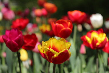 Fototapeta premium Colored red,yellow, white blossoming tulips in early morning sunlight. Selective focus