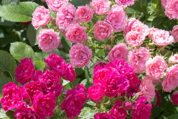 Naklejka premium Continuously blooming rose rugosa, groundcover rose, Grothendorst variety.