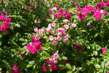 Continuously blooming rose rugosa, groundcover rose, Grothendorst variety.