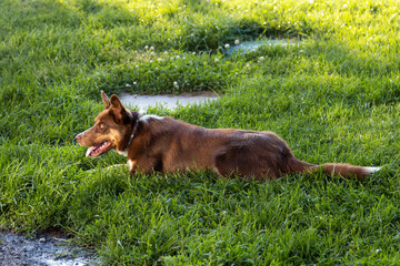 Short haired brown and white border collie seen in profile lying down in grass during a summer golden hour afternoon