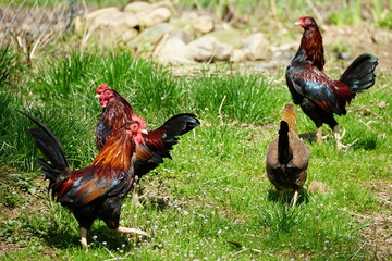 Four chickens grazing in the grass