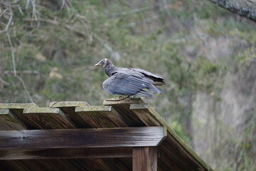 Black vulture perched on top of a shack