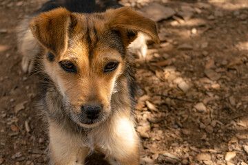 Perro de caza observa con mirada triste 