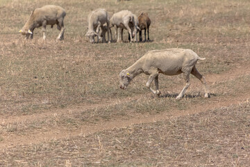 Fototapeta na wymiar View of flock of sheep on mountains, grazing farmland field, green herbs, in Spain
