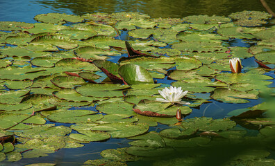 Blooming white lilies and lotuses on the surface of the pond.