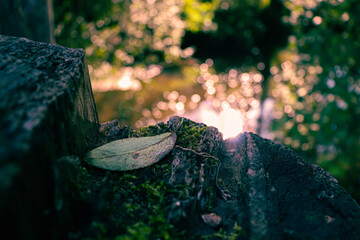 Autumn leaves in the forest