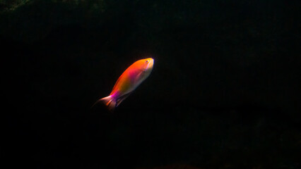 Beautiful fish under water in a large aquarium