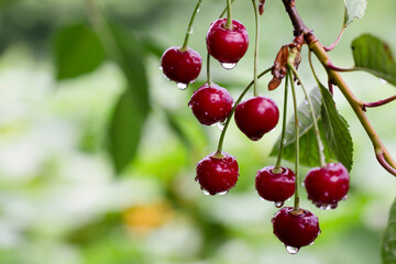 cherries