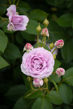 Novalis (Bush Rose)