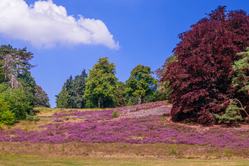 Wittenbergener heide