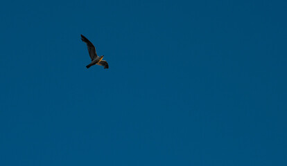 A large seagull with wings spread wide in the sunset light against a blue evening sky.