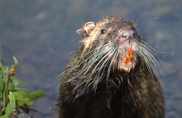 Nutria mit gelben Z&auml;hnen