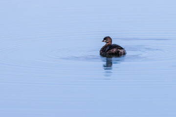 A tiny waterfowl swimming in peaceful waters looking for some fish