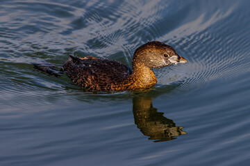 A tiny waterfowl swimming in peaceful waters looking for some fish