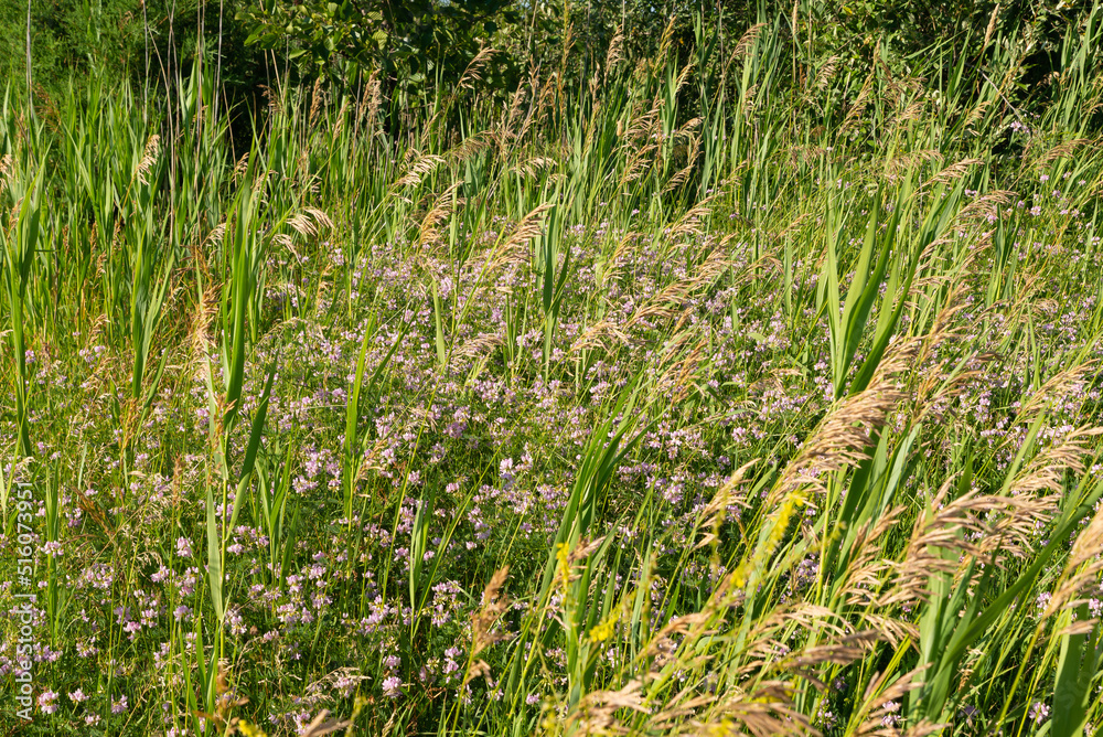 Sticker tallgrass and wildflowers on the prairie.