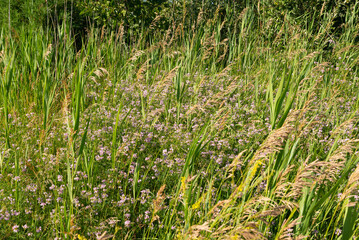 Tallgrass and wildflowers on the prairie.