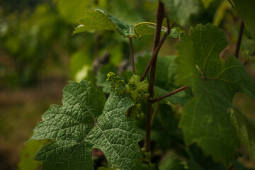 Grapes on vineyards in Traben- Trarbach (Germany)