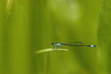 Male pitcher dragonfly a species of Slender dragonfly sitting on a stalk in the pond macro