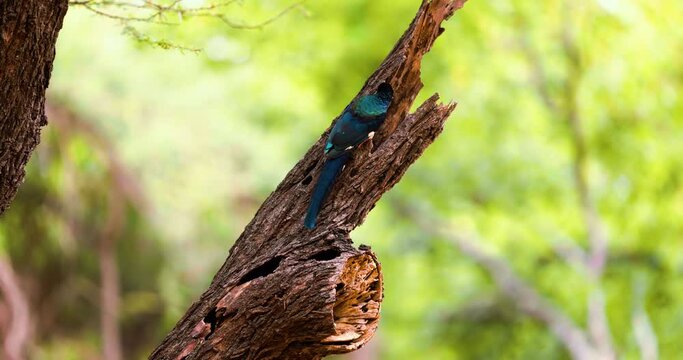 Green wood hoopoe bird nesting and socialising in a hollowed out tree, Africa