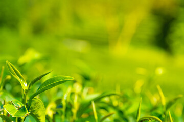 Close up shot of fresh tea leave in tea plantation with morning sunlight. Selective focus,