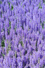 Fototapeta na wymiar Lilac sage flowers blooms in the park outdoors on a summer day.