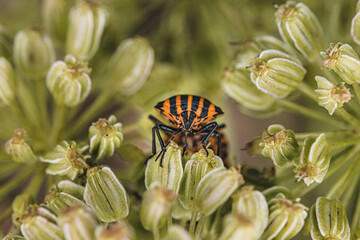 a stripe bug in a plant from the front, macro
