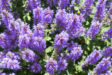 Fototapeta premium Lilac sage flowers blooms in the park outdoors on a summer day.
