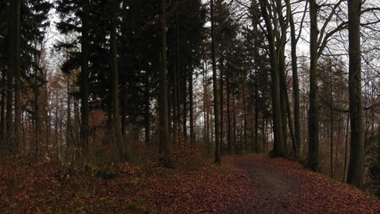 Obraz premium Forest in autumn (Switzerland)