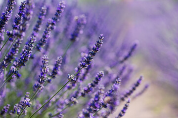 Obraz premium Close-up of flowers of blooming violet lavender flowers in summer.