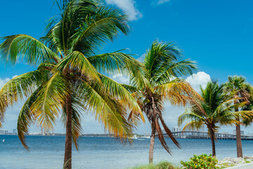 Fototapeta na wymiar palm tree on the beach bridge miami Key Biscayne 