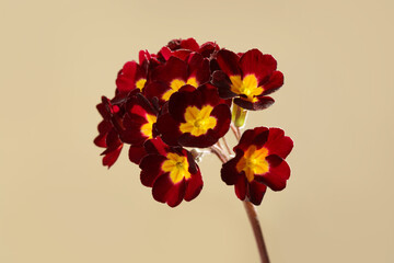 Inflorescence of dark red primrose flowers with a yellow center isolated on a beige background.