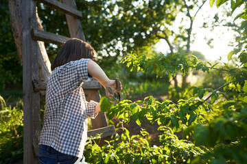  A child is playing gardener in the garden. She cuts off an extra branch from a dogwood bush with...