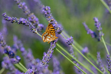 Close-up of a butterfly perched on a lavender flower.