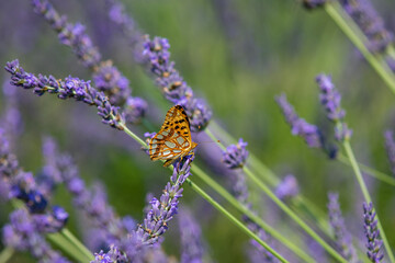 Close-up of a butterfly perched on a lavender flower.