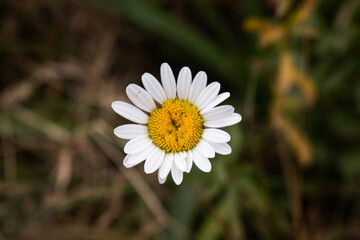daisy in the grass