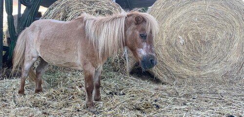 horse and foal