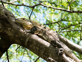 Iguana sitting on a tree branch in Playa Hermosa, Costa Rica