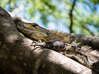 Obraz premium Iguana sitting on a tree branch in Playa Hermosa, Costa Rica