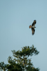 osprey in flight