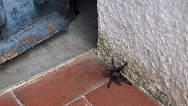 Eine gro&szlig;e schwarze Spinne krabbelt durch eine T&uuml;r, mehrere Szenen, 50 fps