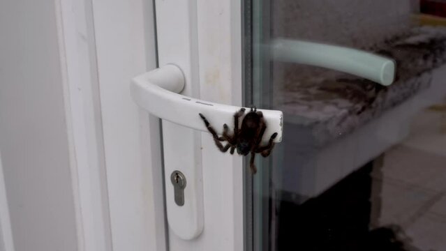 eine gro&szlig;e schwarze Spinne krabbelt auf einem T&uuml;rgriff, mehrere Szenen, 50 fps